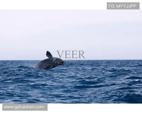 阿根廷与海洋的对话探秘：文化交流与自然奇观的交汇点